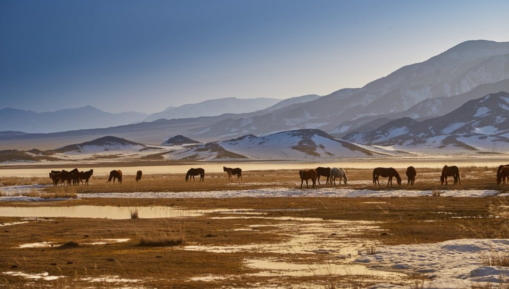 the steppes of Kazakhstan