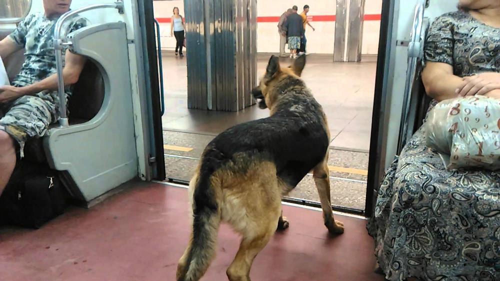 Subway dogs